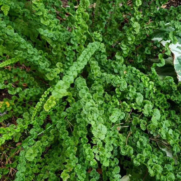 Растение Кочедыжник Женский Frizelliae