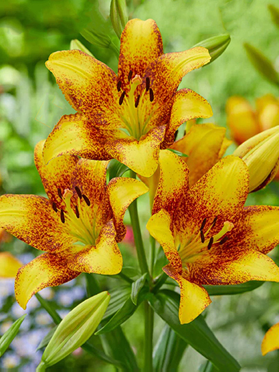 Цибулина Амсонія Бі Ві лілії ЛА Світ Веллі 1 шт.