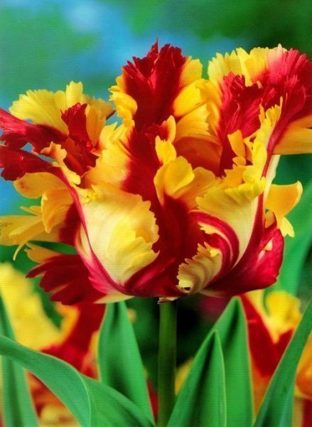 Луковица Яскрава попугайный Flaming Parrot 3 шт. 