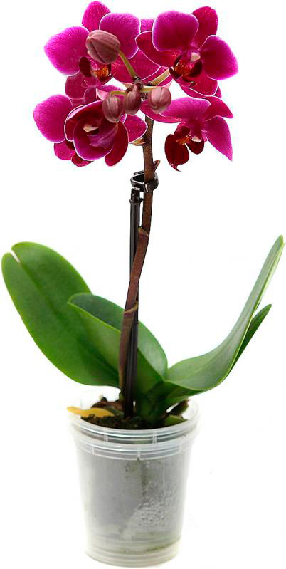 Растение Фаленопсис 1 ствол мини d5 h5