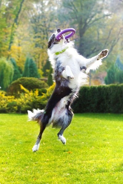 Снаряд тренировочный Puller Midi для собак 20 см