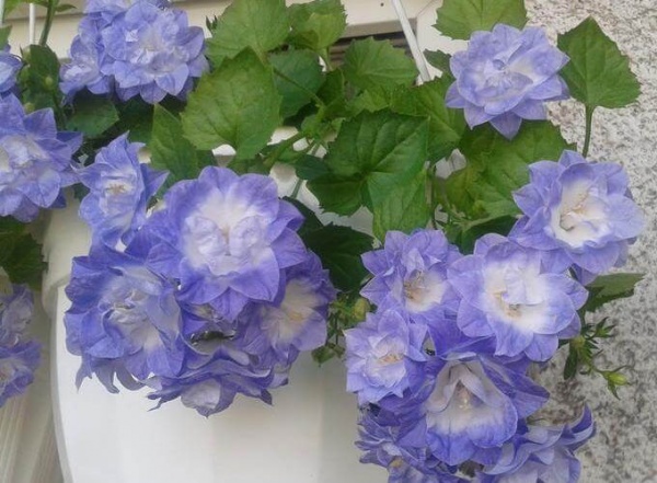 Растение Кампанула голубая d12/h15