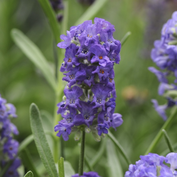 Семена Професійне насіння лаванда Элеганс смесь 20 шт. (4820176694218)