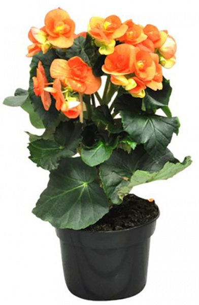 Растение Бегония микс 13/30