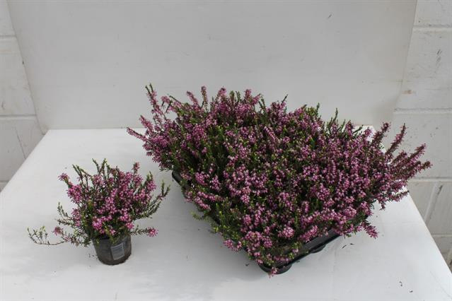 Растение Эрика 9*6 розовая