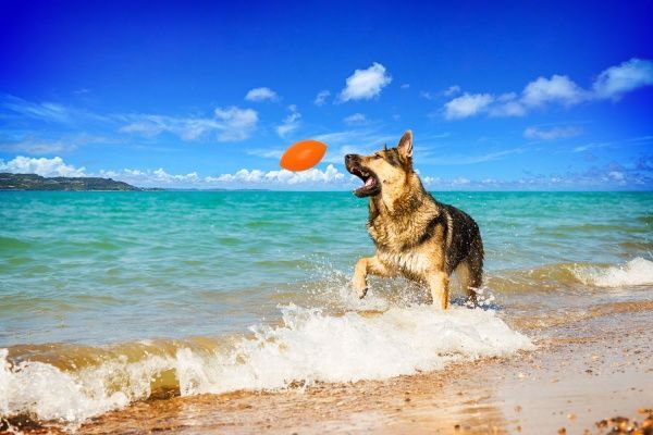 Іграшка для собак PitchDog м'яч для апортування d 9 см помаранчевий