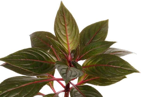 Растение Импатиенс Нова-Гвинея Хармони (Бальзамин) d12