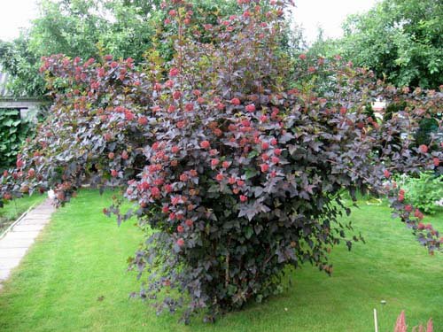 Рослина Фізокарпус 27/80(пухироплідник)