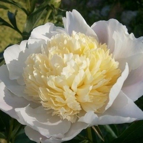 Корневище Яскрава Пион травянистыq высокий Primevere 1 шт. 