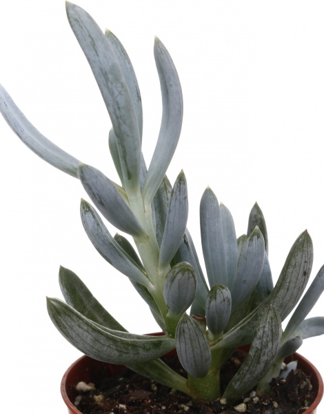 Рослина кімнатна Сукулент мікс 5х8 см