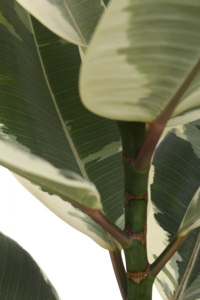 Рослина кімнатна Фікус Еластіка мікс 17х60