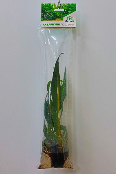 Растение аквариумное Лотос К Микросорум (Microsorum minor thin leaves)