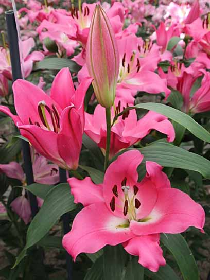 Луковица VWS EXPORT – IMPORT OF FLOWERBULBS B.V. лилии ОТ Кампион 1 шт. 