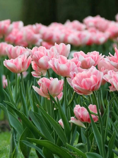 Луковица тюльпана раннего махрового Фокстрот 3 шт.