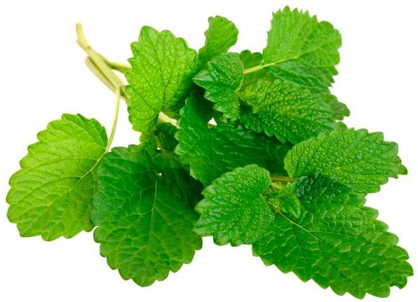 Растение Пряные травы Мелисса 14х25 см