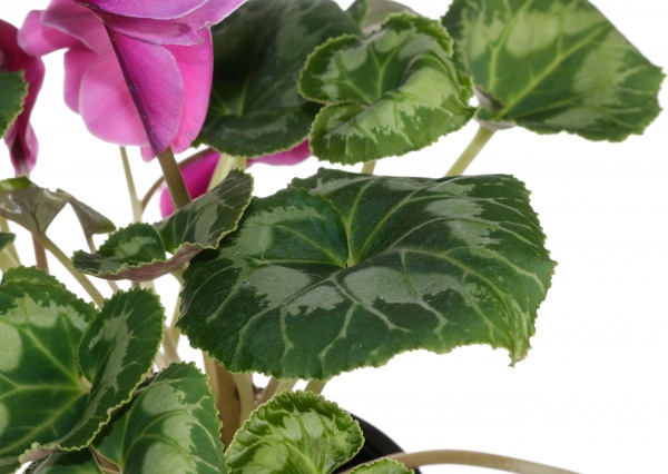 Растение цикламен d12