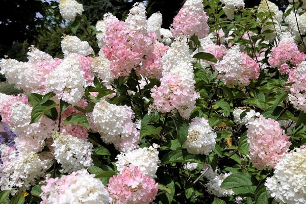 Растение Гортензия метловидная Grandiflora С3