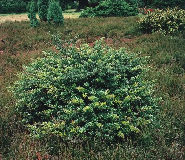 Растение Барбарис средний Паркджевел/ Berberis media Parkjuweel C7.5 /H 20-30 d 40