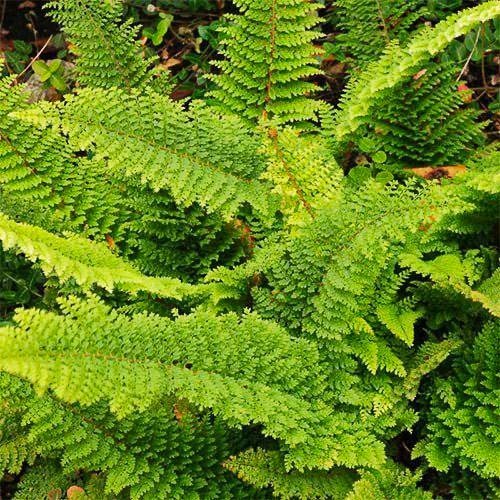 Растение Многорядник щетинковый 'Plumoso-densum' С3