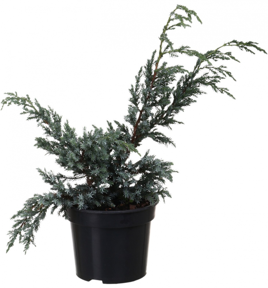 Растение Можжевельник Blue Carpet C3