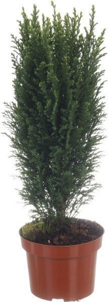 Саженец Кипарисовик микс 13/30