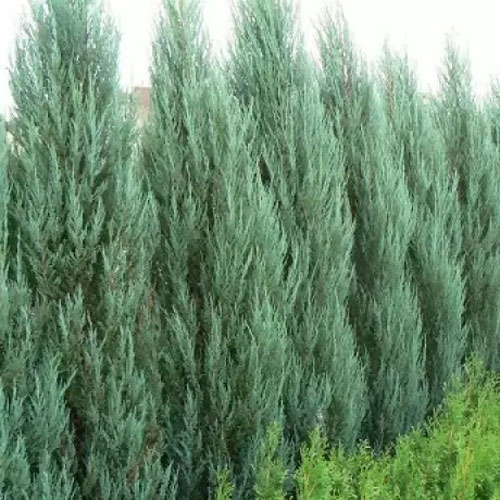 Растение Можжевельник скальный / Juniperus scopulorum Blue Arrow С20