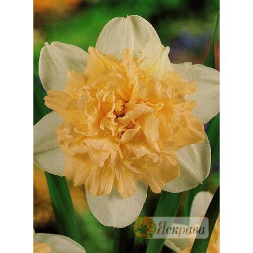 Луковица Яскрава Нарцисс подвійний Ice King 2 шт. 