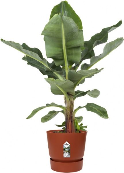 Горшок пластиковый Elho Greenville round 47 см круглый терракот (8711904332587) 