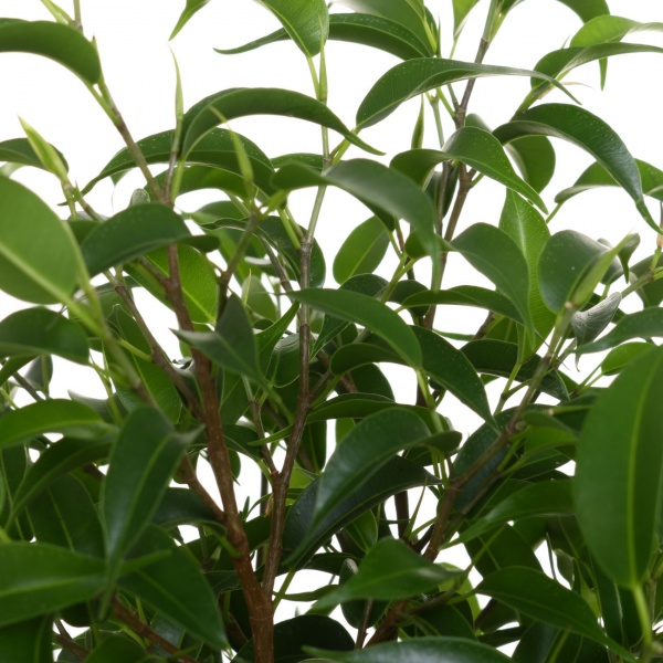 Растение комнатное Фикус Наташа 12х30 см