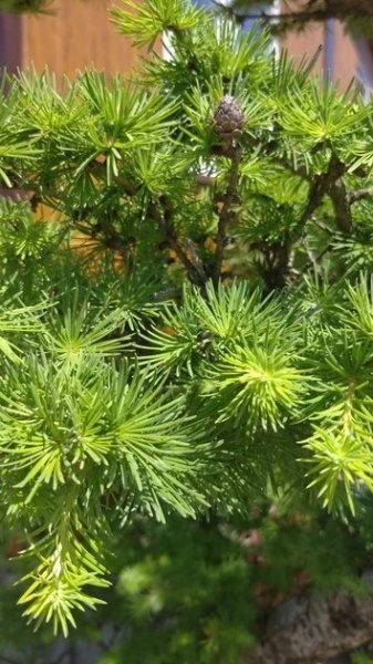 Растение Лиственница японская / Larix kaempferi S Bonsai, С10