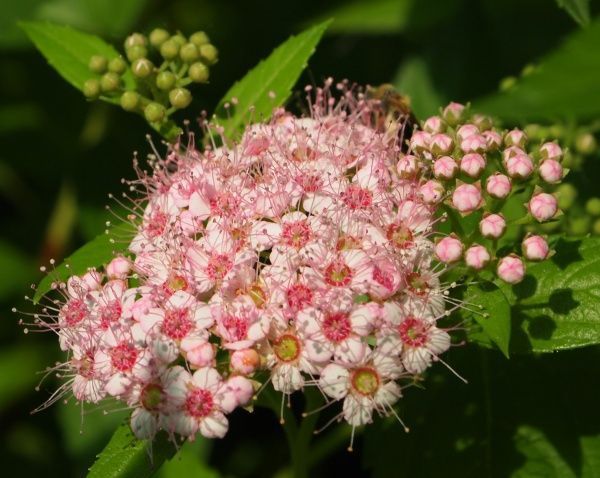 Саженец Спирея японская Little princess