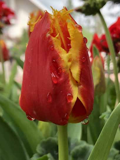 Луковица тюльпана бахромчатого Фабио 3 шт. 