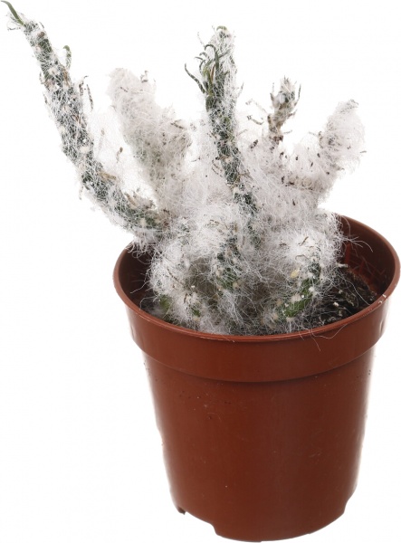 Рослина кімнатна Кактус мікс 5х10 см