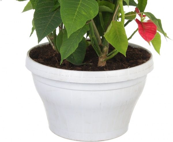 Рослина Пуансетія 25/60 см