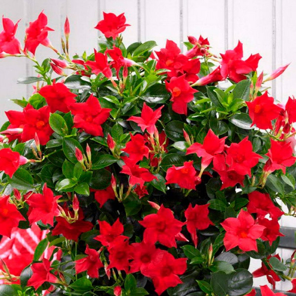 Рослина Мандевіла мікс 14х50 см