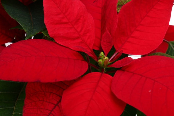 Растение Пуансеттия D20 см