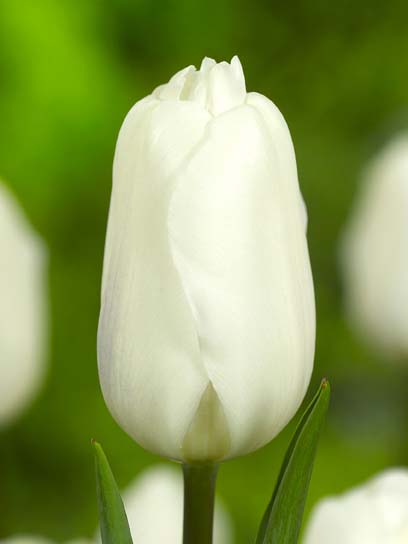 Луковица тюльпана триумф Уайт Флэг 3 шт. 