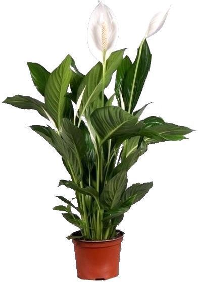 Растение комнатное Спатифиллум Bingo Cupido d17 h75