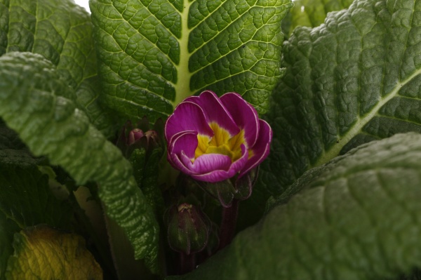 Растение комнатное Корзина 13 Примула 2 овал две ручки