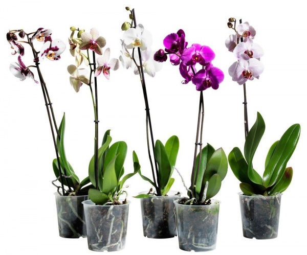 Рослина Фаленопсис (орхідея) 12*50 1 стовбур мікс (Kw J.P. Konst & Zn BV)