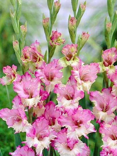 Клубнелуковица F.Stoop B.V. гладиолуса Меги 3 шт. 