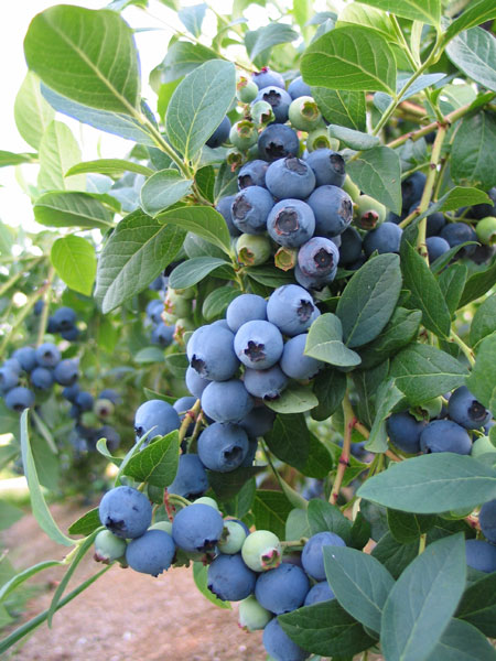 Растение Голубика Блюджей 7,5 л