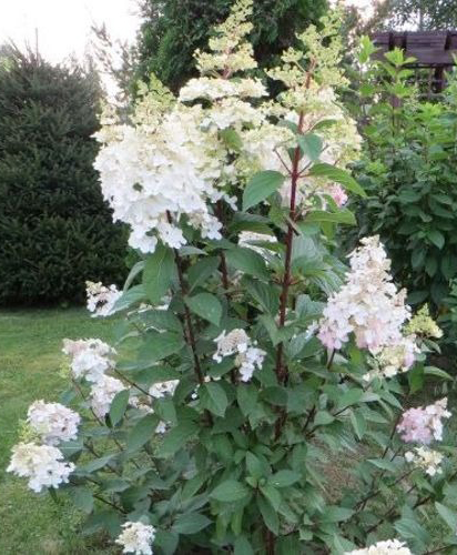 Растение Гортензия/Hydrangea paniculata Early Harry С3, H 40-60