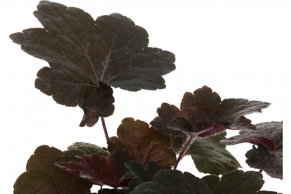 Растение Гейхера Palace Purple