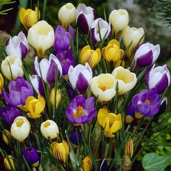 Луковица Яскрава Крокус ботанический 5 шт. 