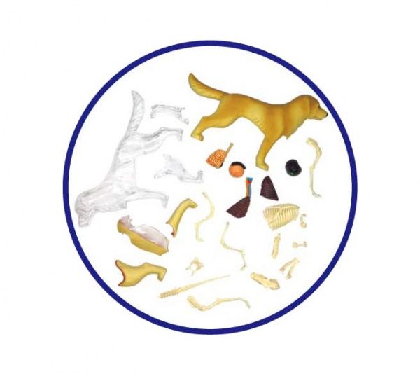 Об’ємна анатомічна модель 4D Master Собака золотистий ретрівер FM-622007