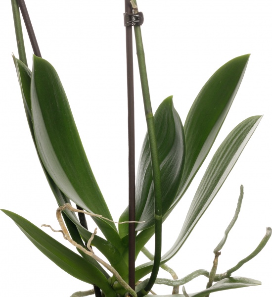 Растение комнатное Фаленопсис микс 1 ствол 12/60-70