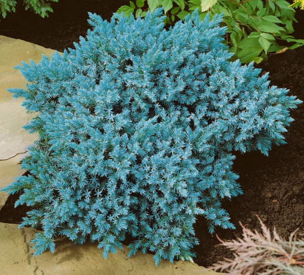 Рослина Ялівець Блу Стар d15/h30