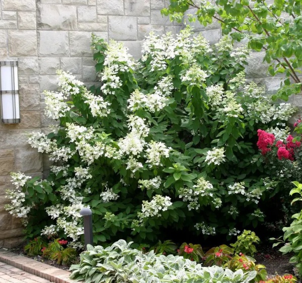 Рослина Гортензія/ Hydrangea paniculata Levana С3, H 40-60