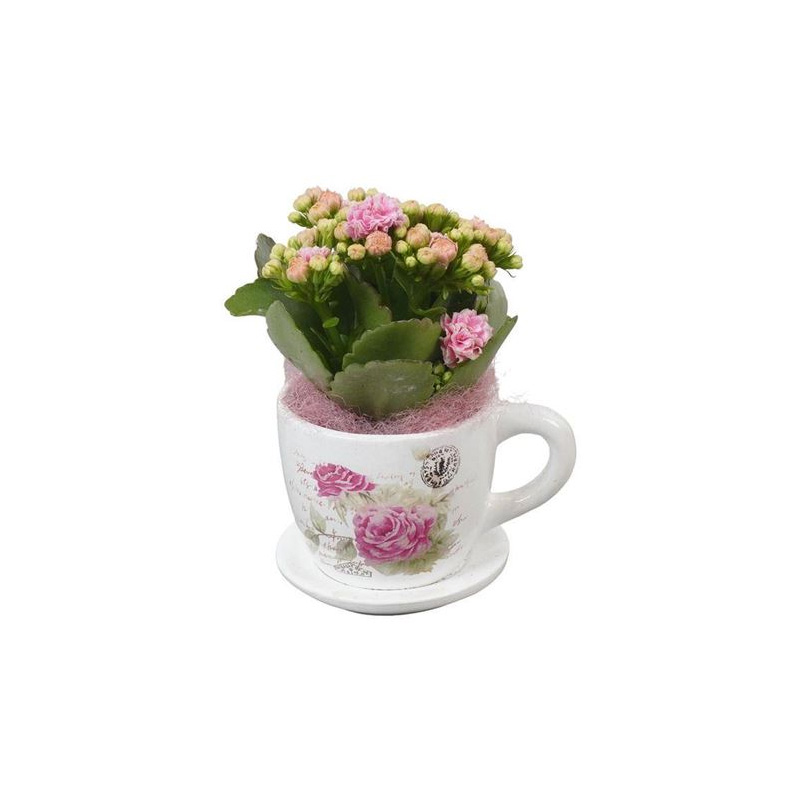 Растение Каланхое каландива 08х20 розовое в керамической чашке